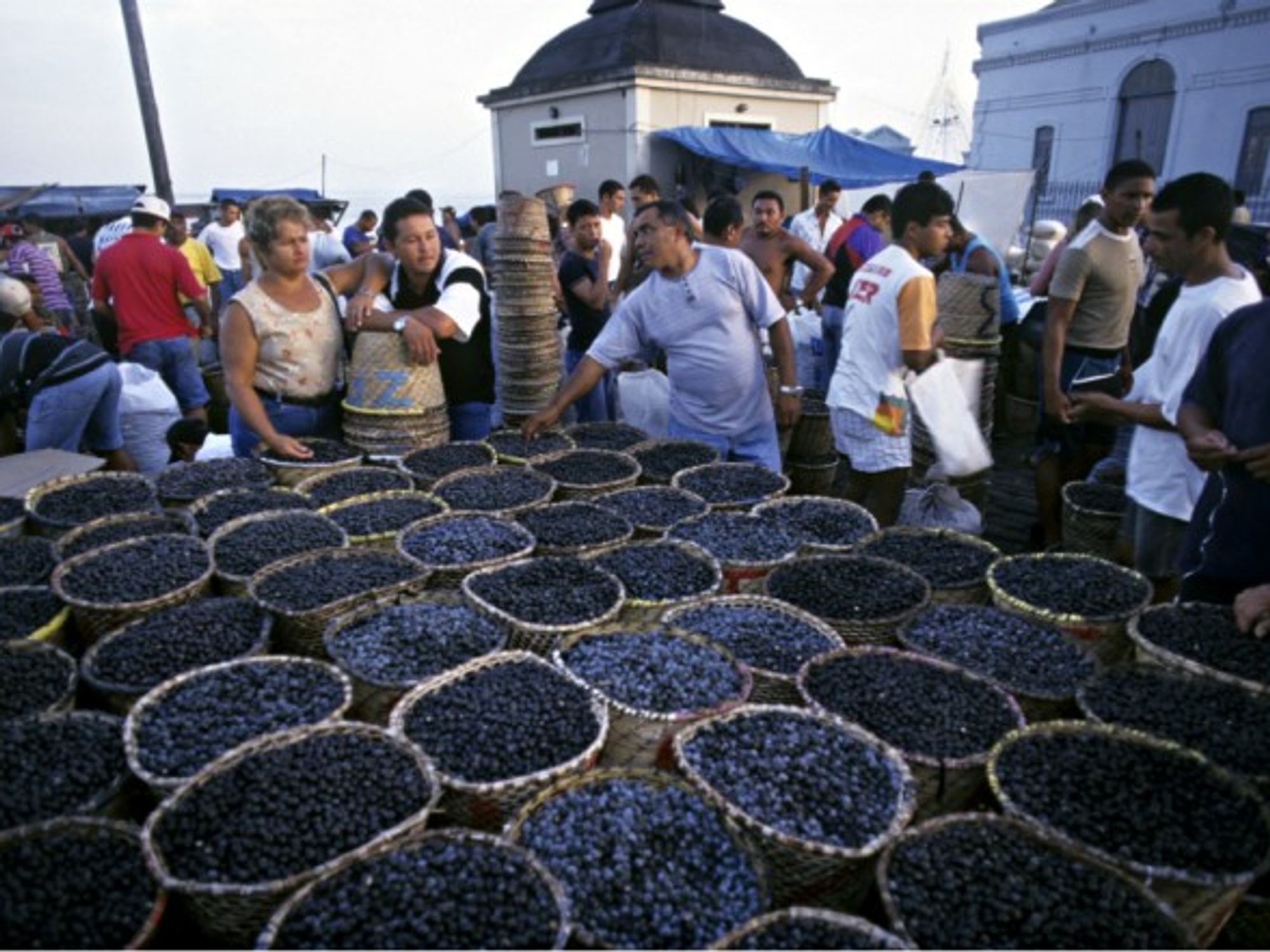 Selling acai berries in Guatemala