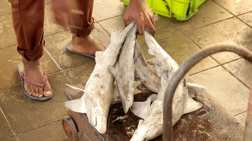 Sharks at the fish market in Bandar Abbas, Iran.