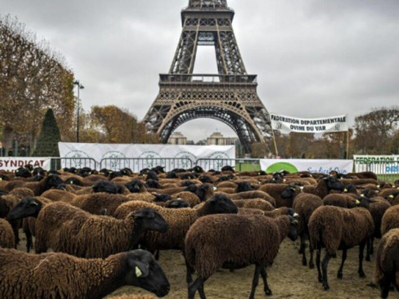 Sheep grazing near Paris' Eiffel Tower as part of protests by French farmers