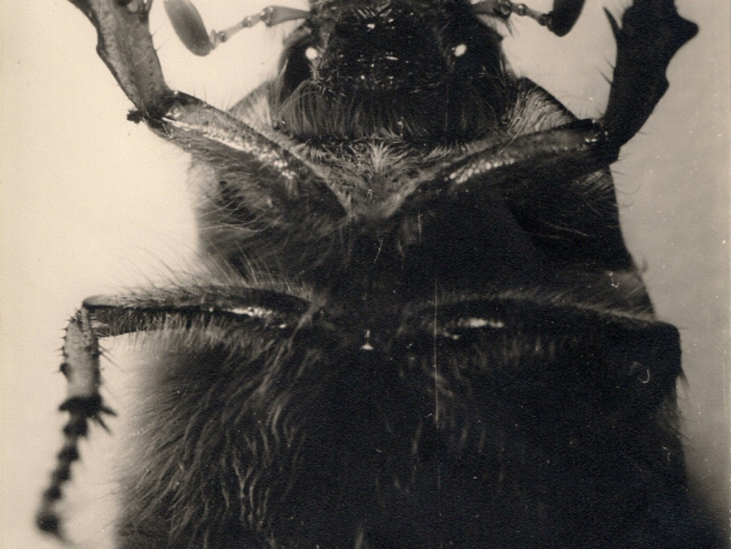 Shutterbug - Worldcrunch