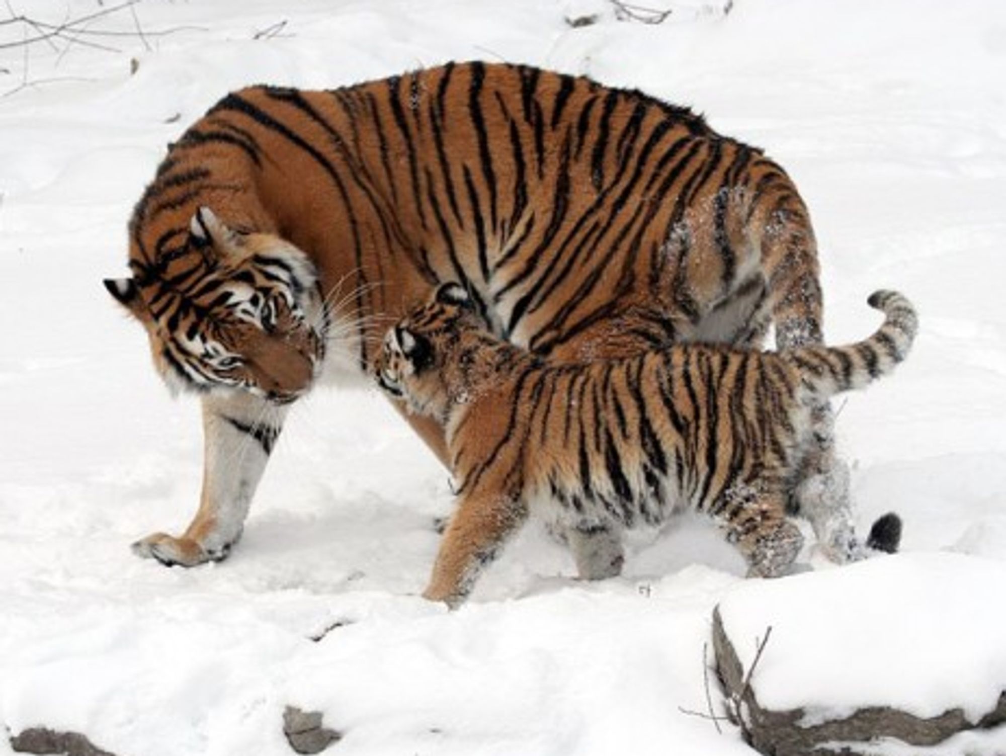 Siberian tigers are better protected at the Buffalo Zoo.