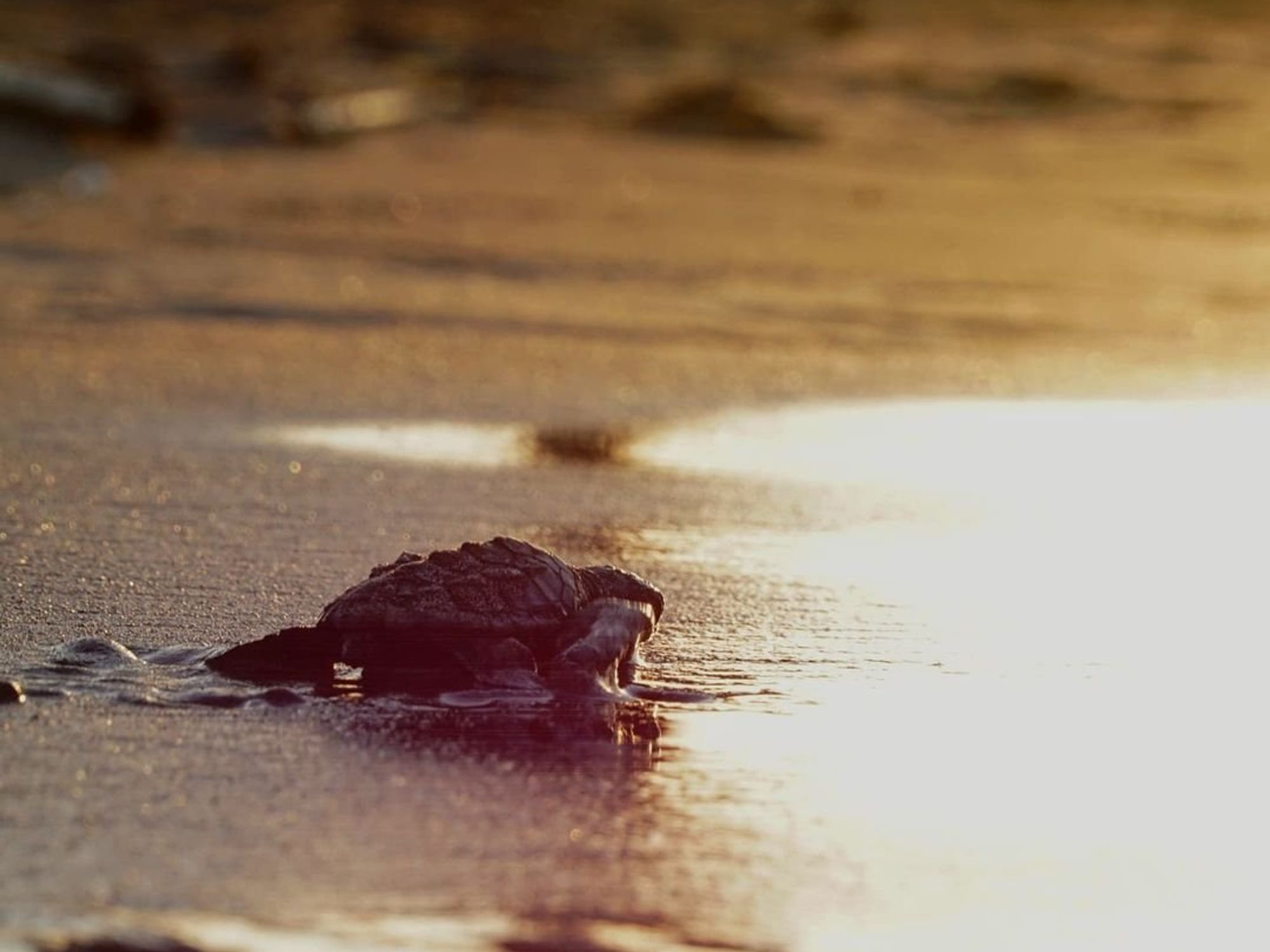 Silver Lining To Sicilian Heat: Baby Boom Of Endangered Sea Turtles