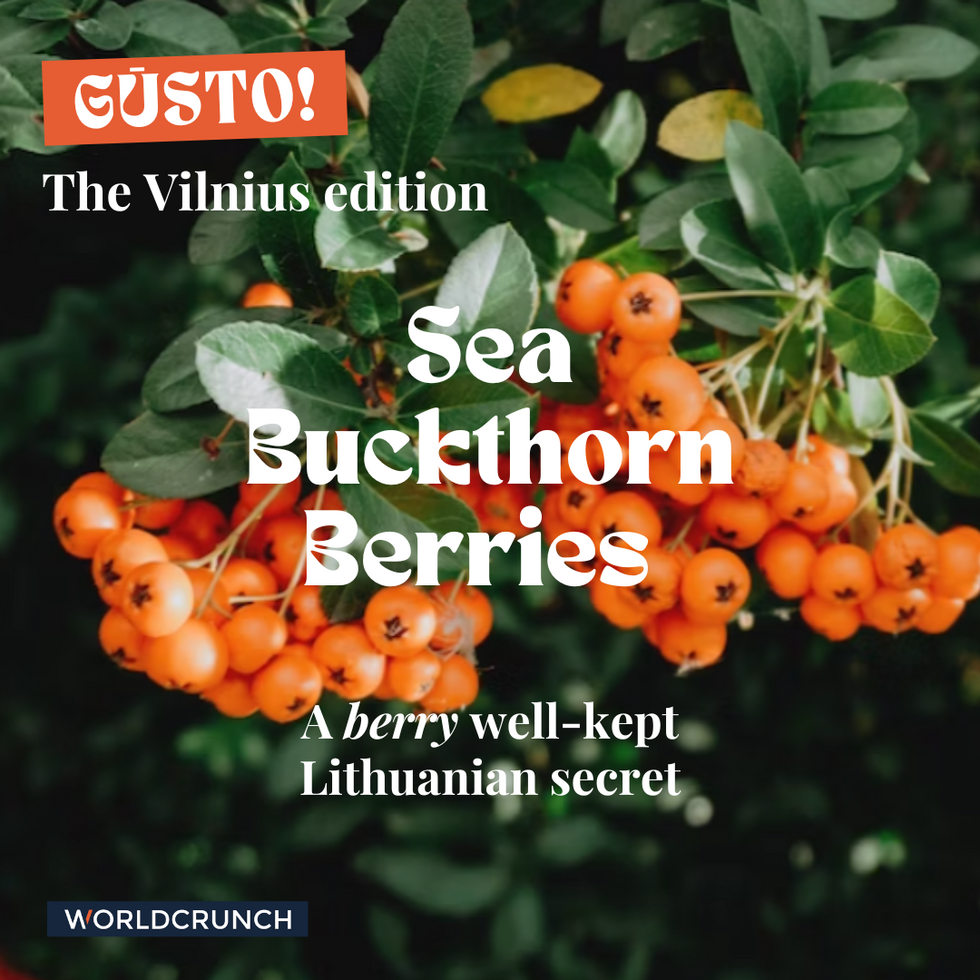 SIDEBAR: What are sea buckthorn berries?