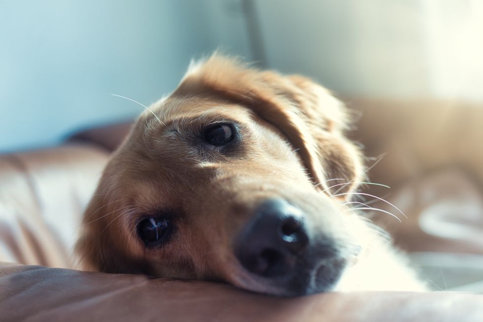 Signs of anxiety in dogs can include yawning, lip licking or staring into the distance.