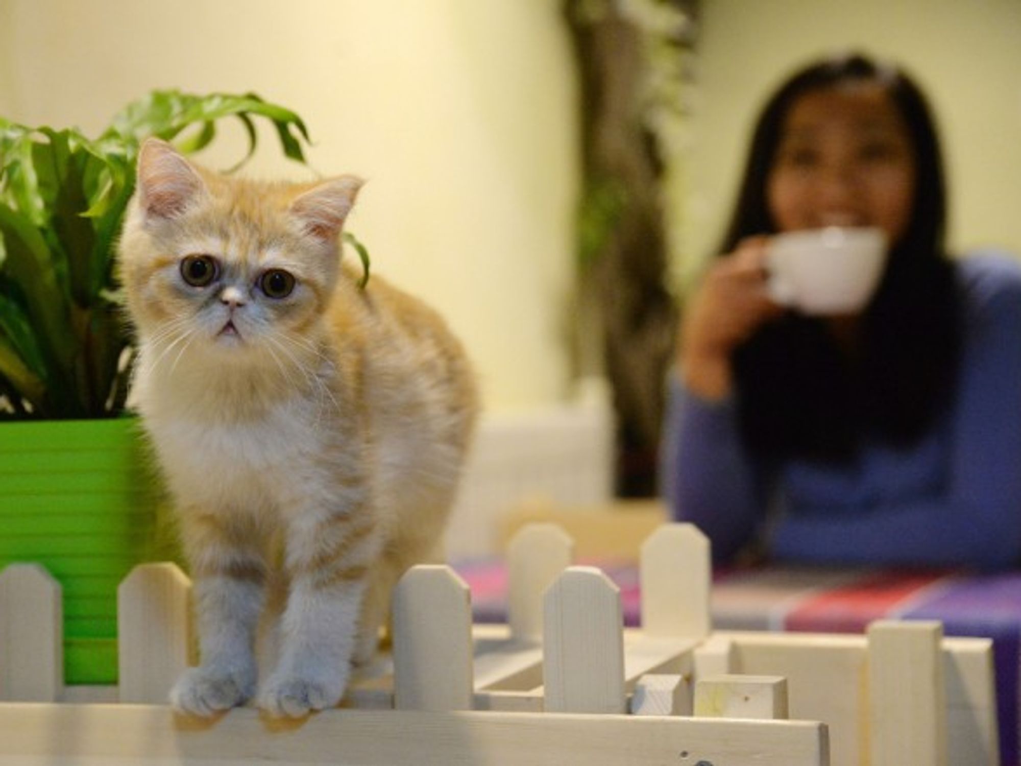 Single people without children made up 65.2% of the population who kept a pet in 2017.