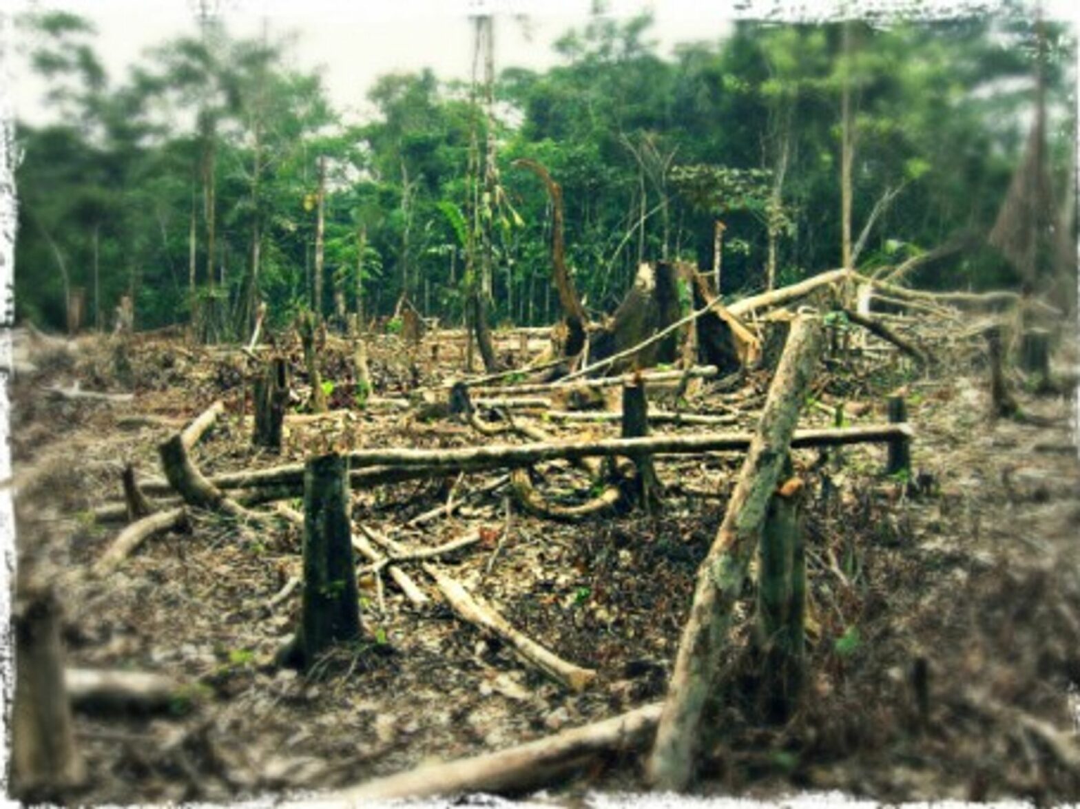 Slash and burn agriculture in the Amazon