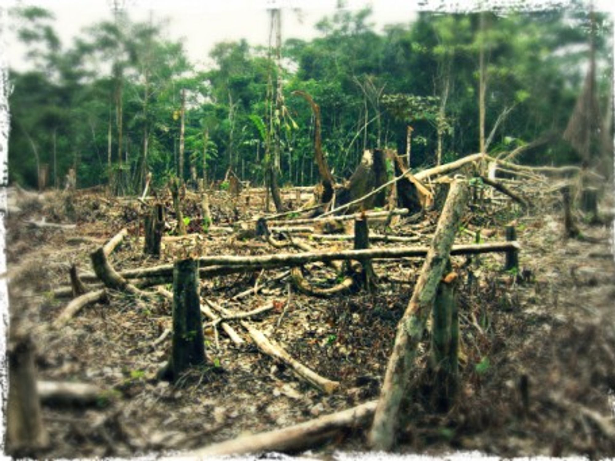 Slash and burn agriculture in the Amazon