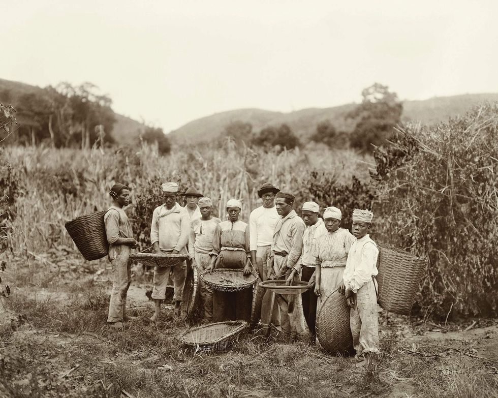 Slaves on a coffee plantation circa 1882.