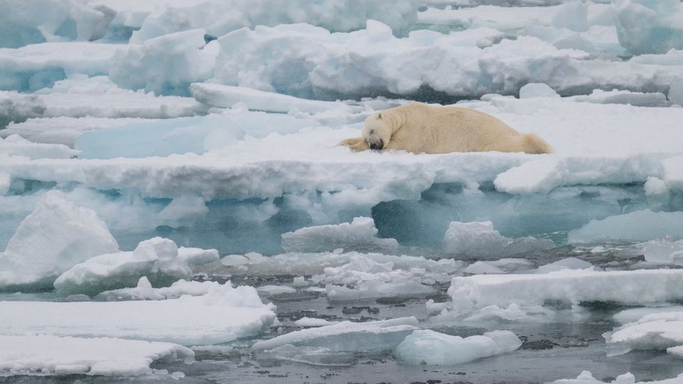 Sleeping polar bear