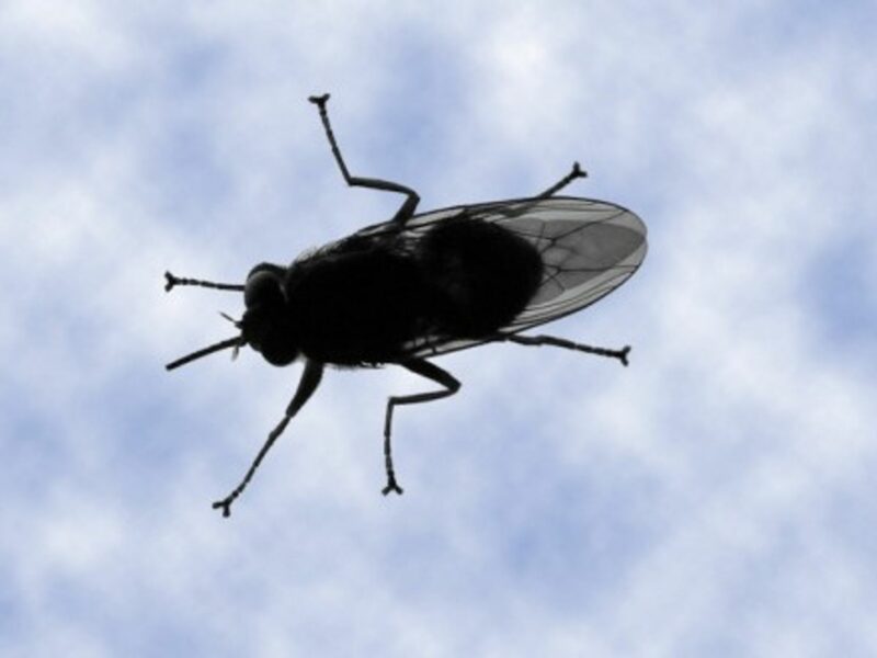 Sleeping sickness is transmitted by tsetse flies