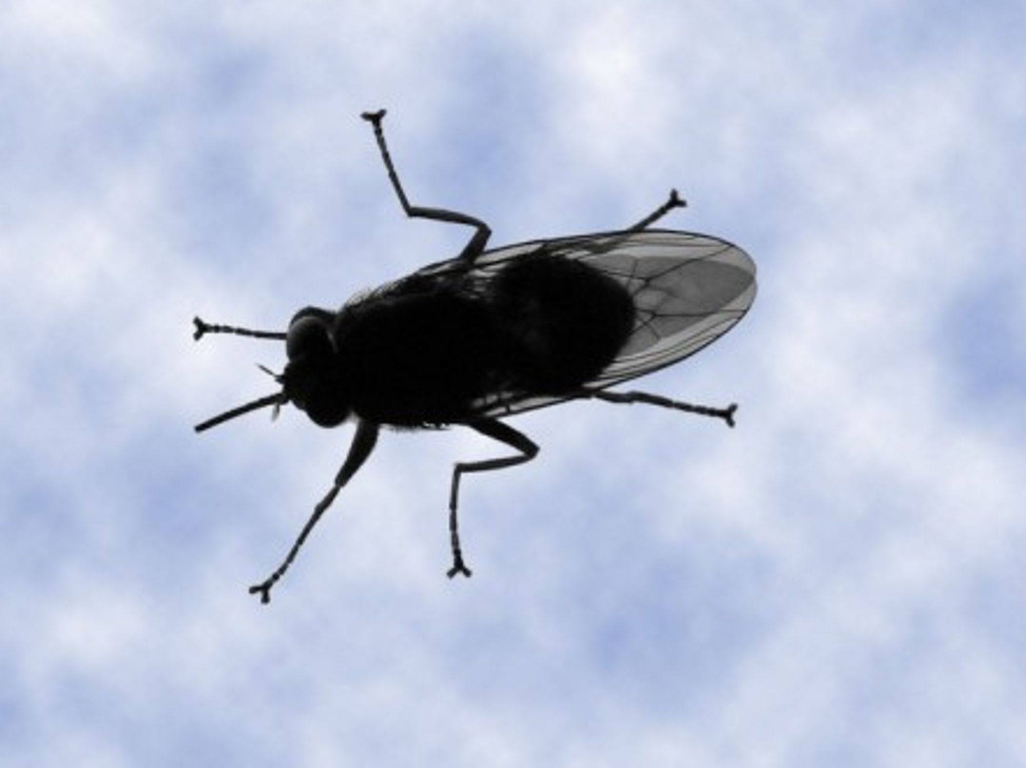 Sleeping sickness is transmitted by tsetse flies
