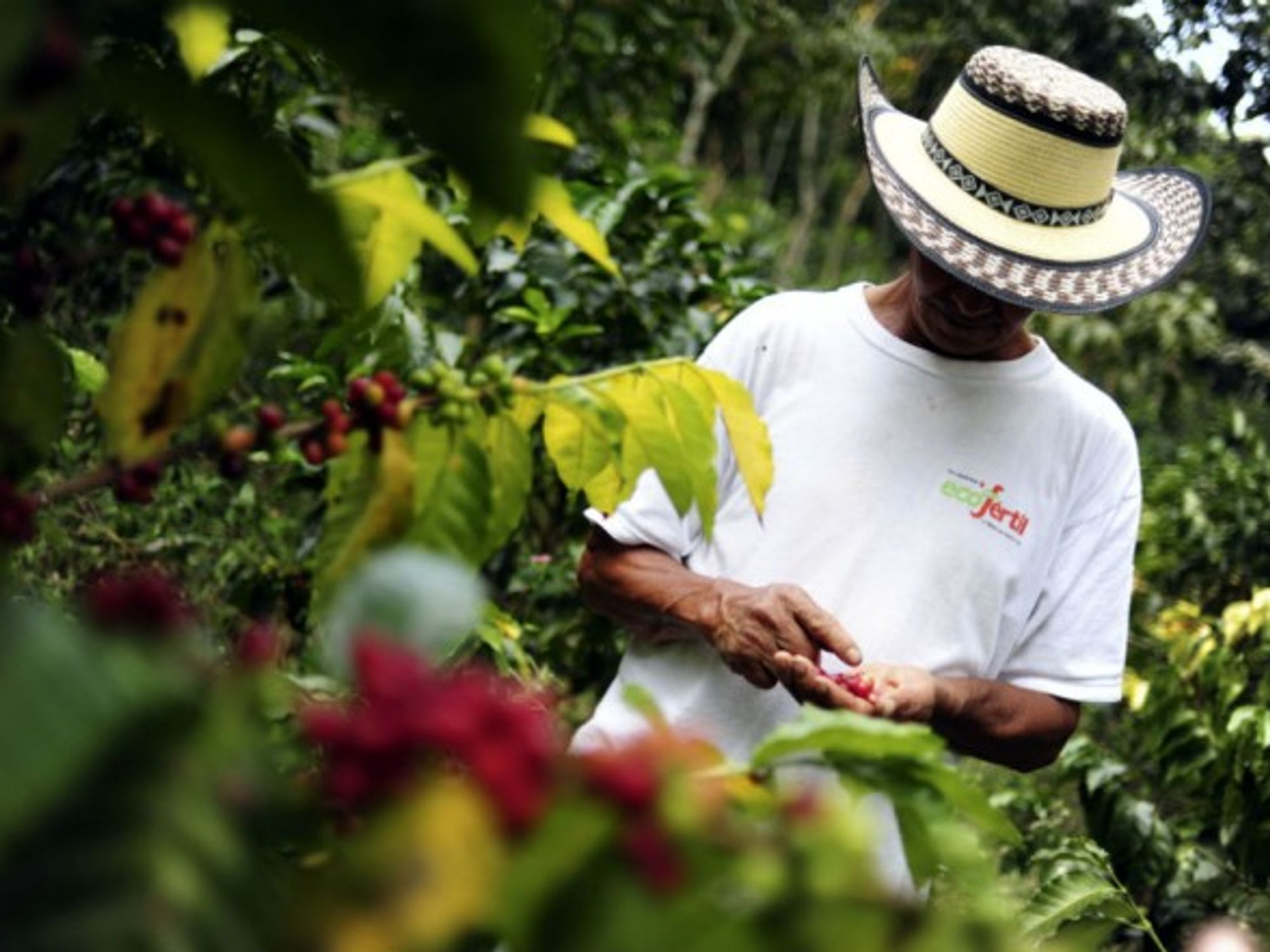 Small Colombian coffee growers cannot live solely off the production of coffee anymore