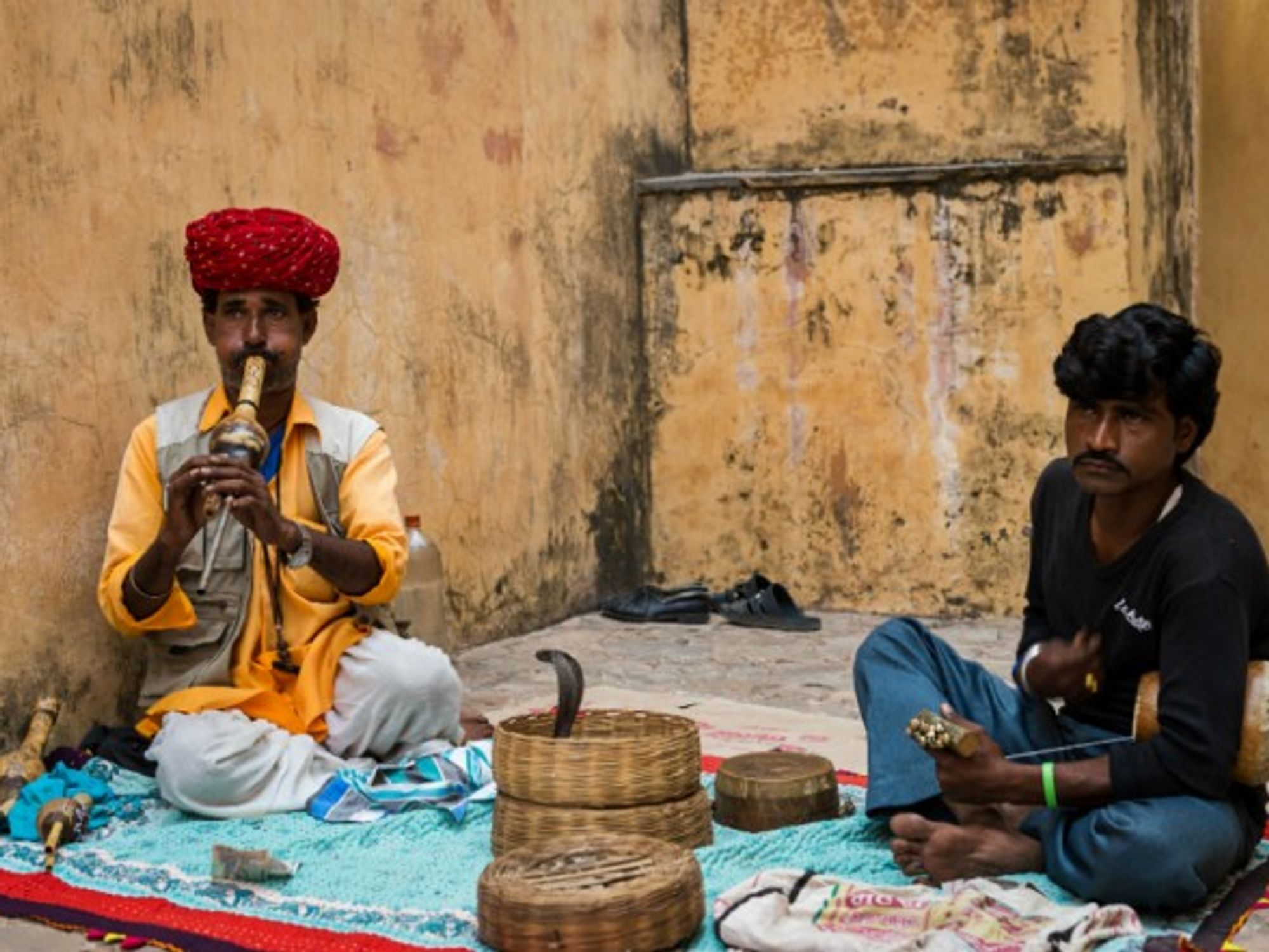 Snake charming is no longer legal