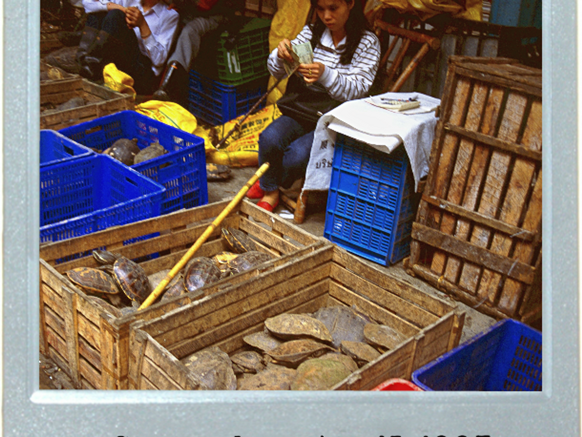 Snapping Turtle Photos In China