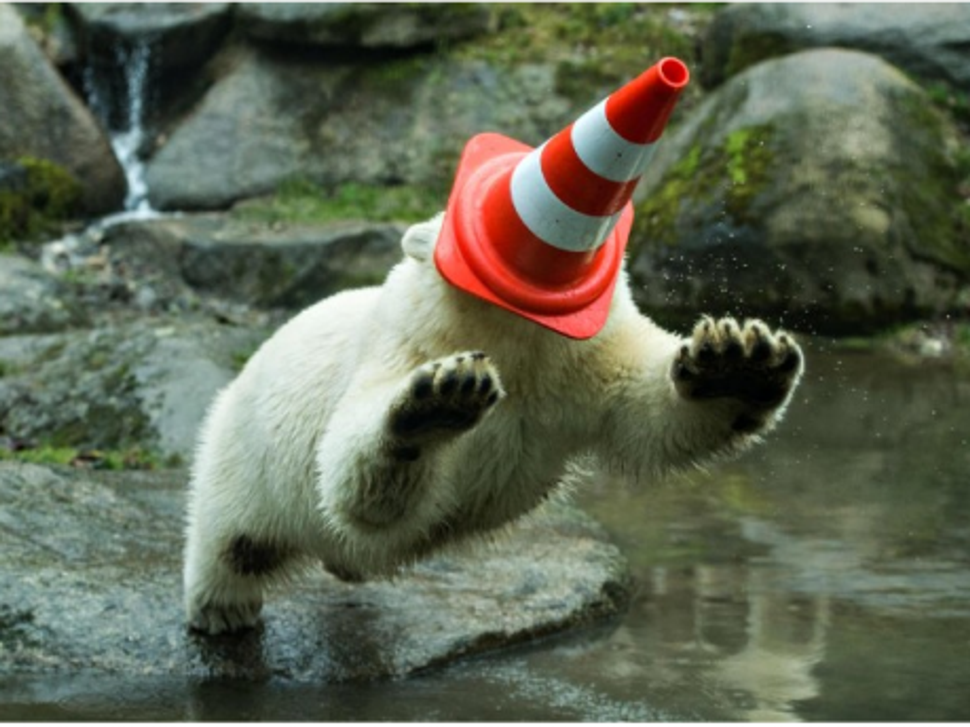 Snapshots: Wales Weather, Munich Bears, Pakistan Mourns