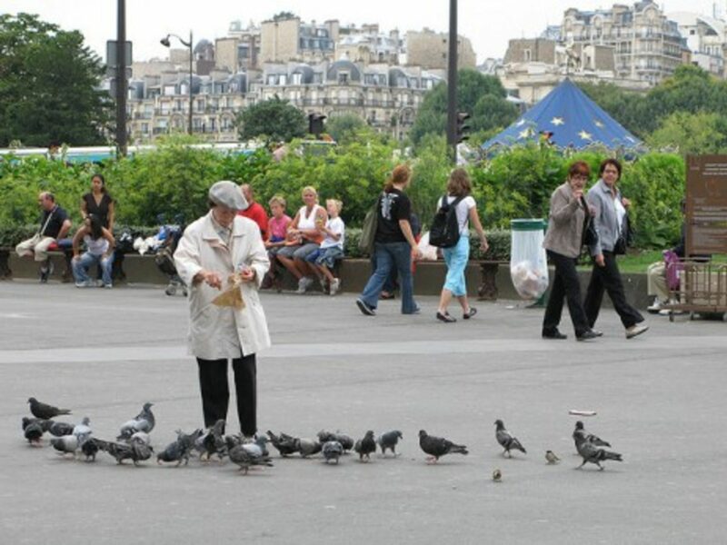 Some 80,000 pigeons are said to plague the French capital