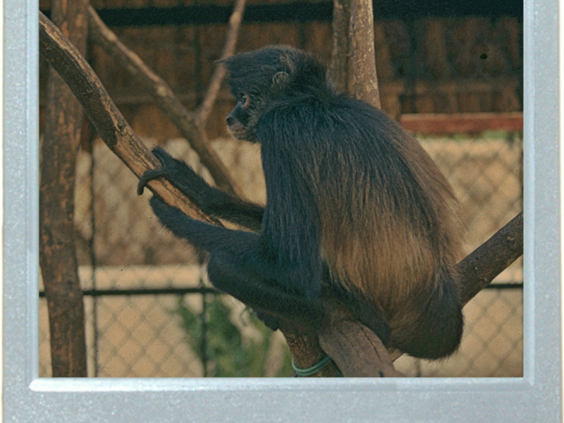 Sorry, Monkey