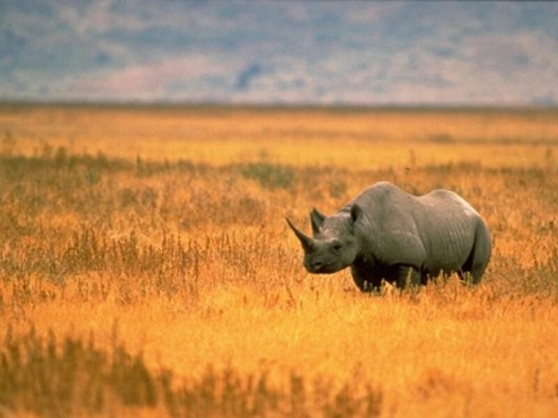 South Africa May Legalize Rhino Horn Trade