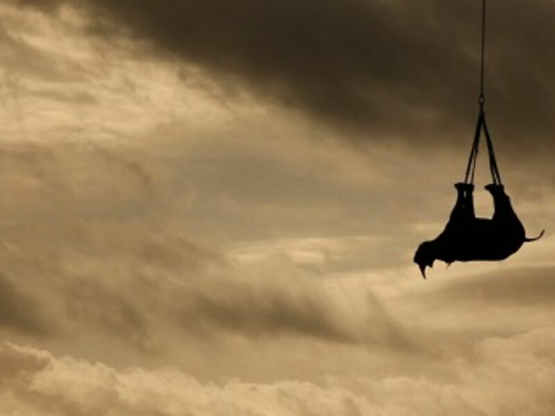 South Africa Plans To Secretly Move Rhinos To Safety