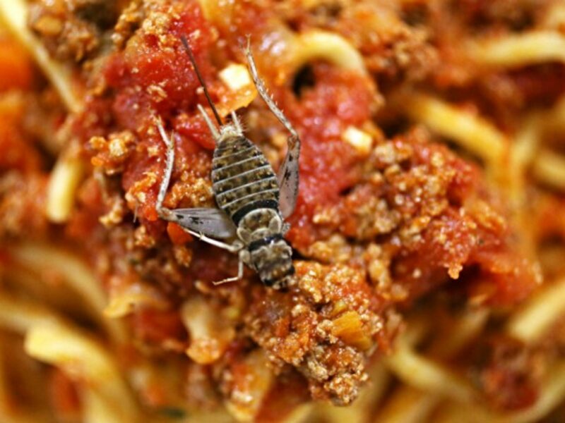 Spaghetti with bolognese sauce made and garnish made from crickets