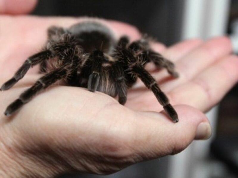 Spider Collector In A Web Of Trouble