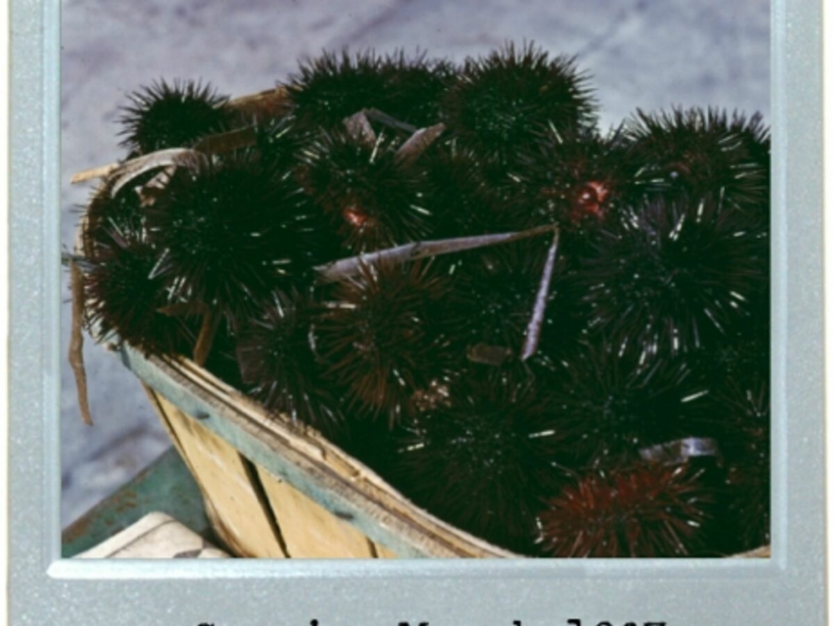 Spiny Delicacy