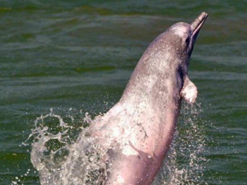 Spotting a Yangtze finless porpoise (LightsiderVlogs)