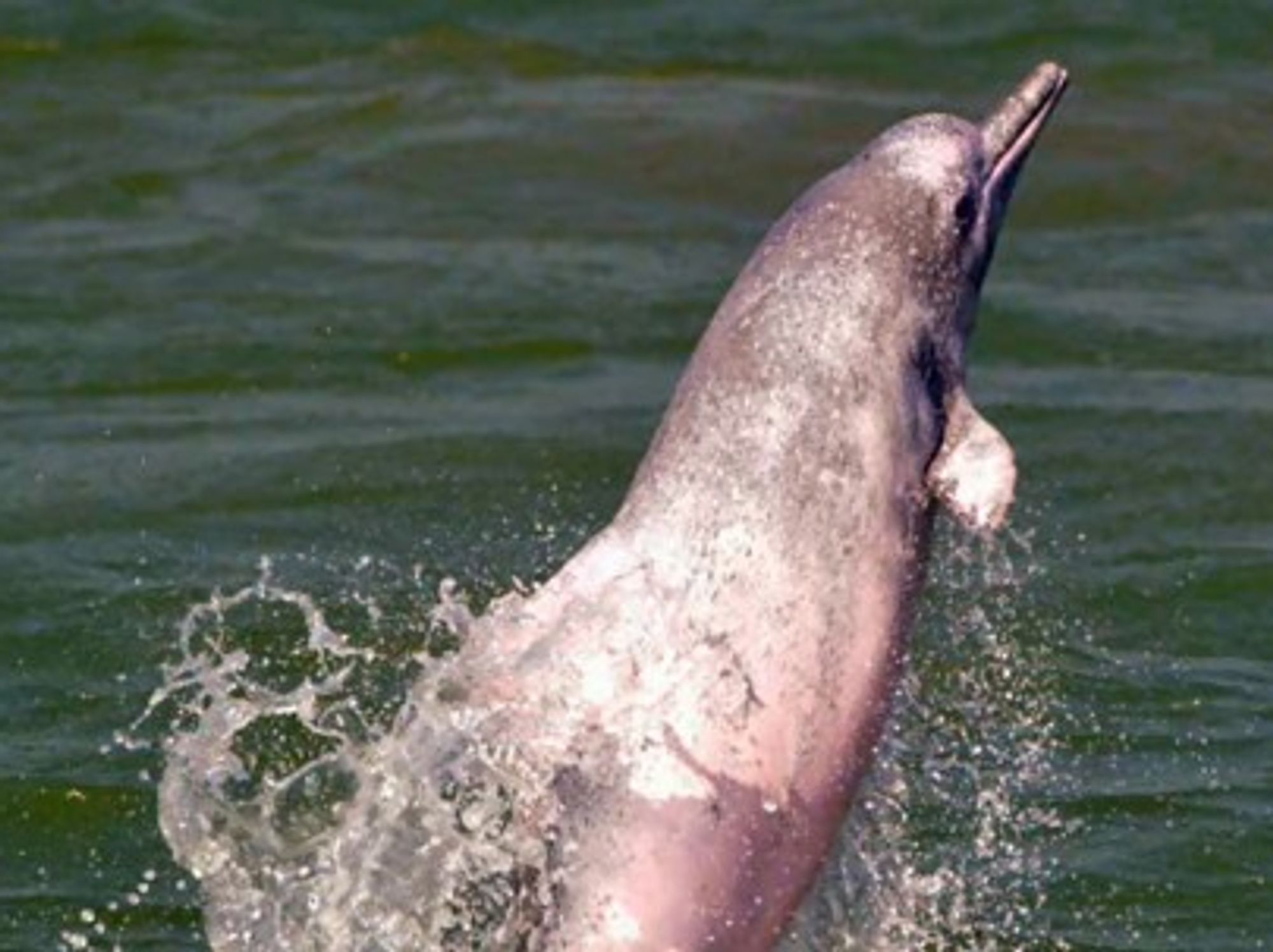Spotting a Yangtze finless porpoise (LightsiderVlogs)