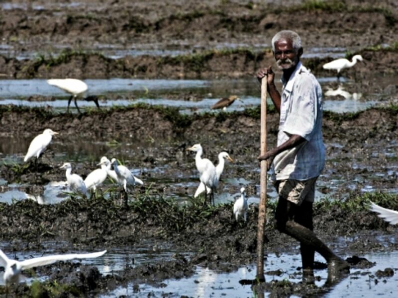Sri Lankan worker in a rice field