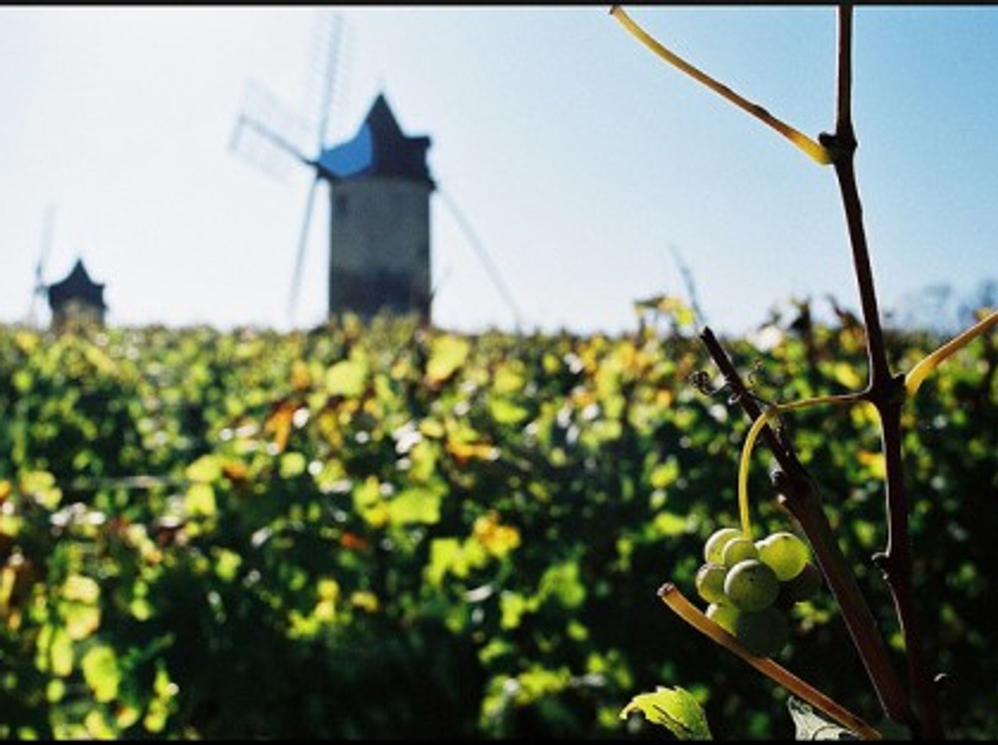 St Emilion grapes