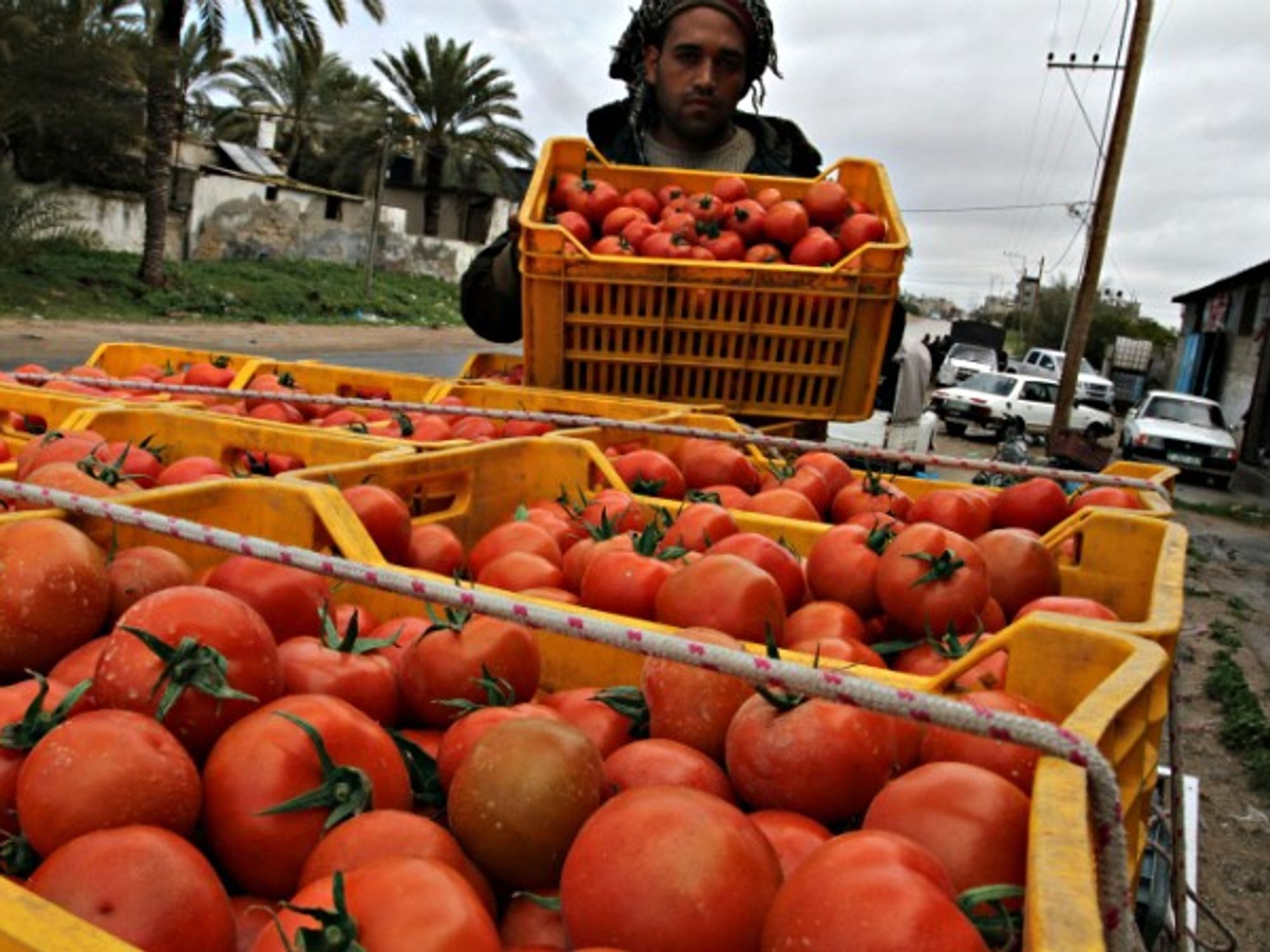 Stacking tomato crates in Rafah in the southern Gaza Strip