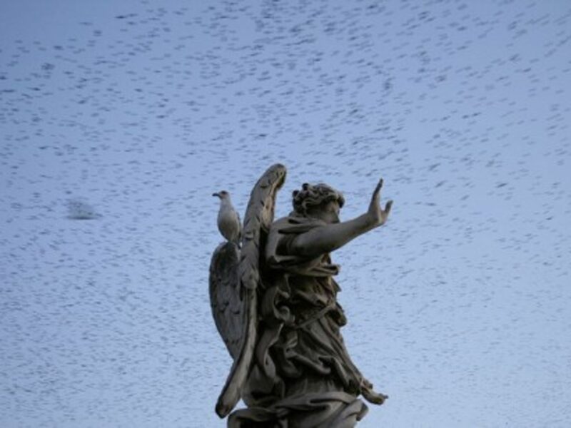 Starlings over Rome's Ponte Sant'Angelo