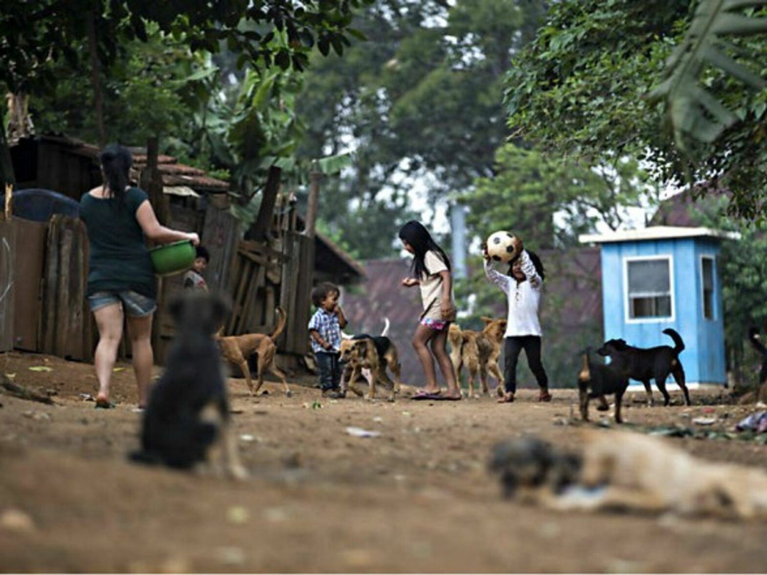 Stray dogs stake out their territory outside of Sao Paulo