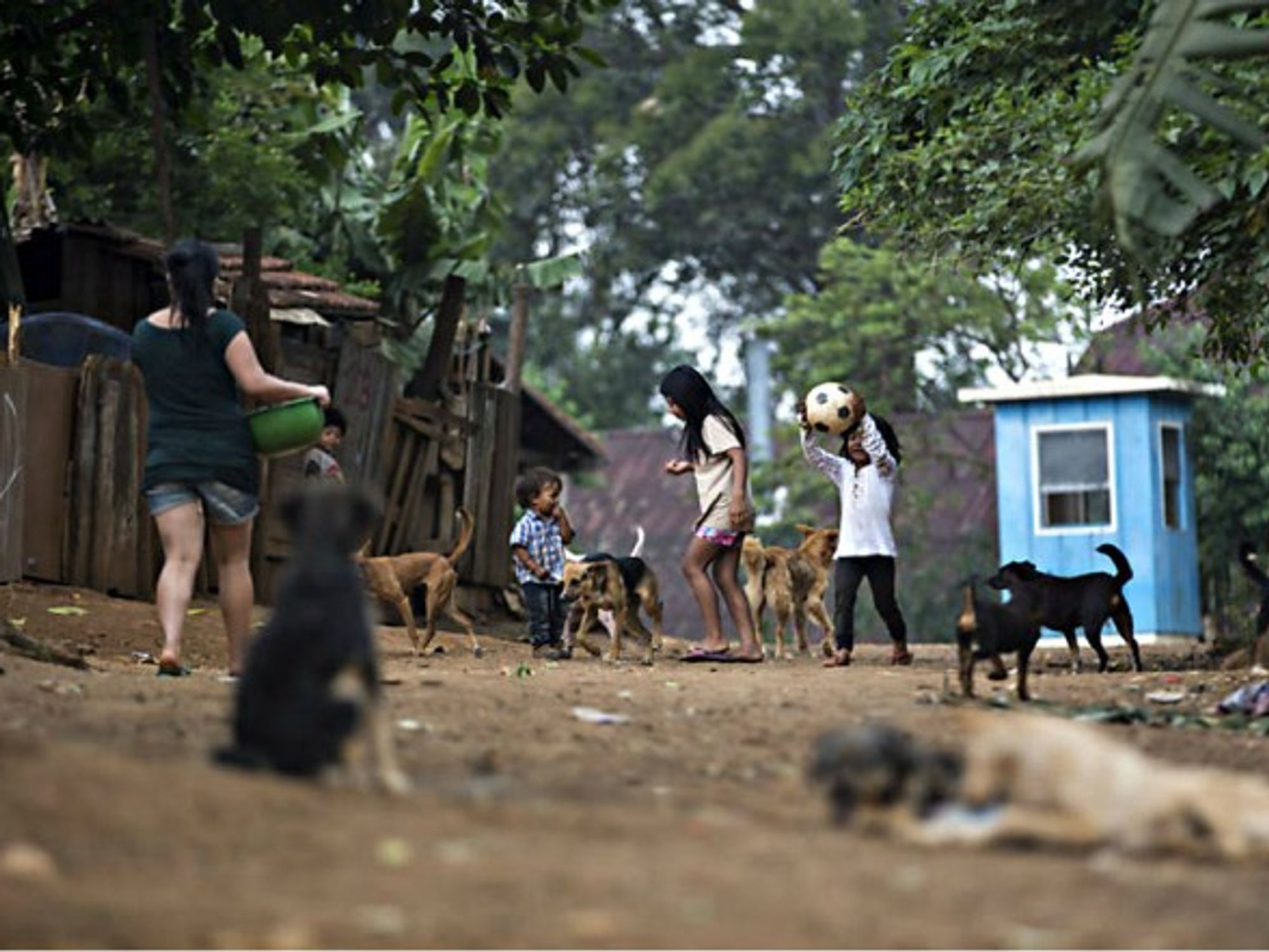 Stray dogs stake out their territory outside of Sao Paulo