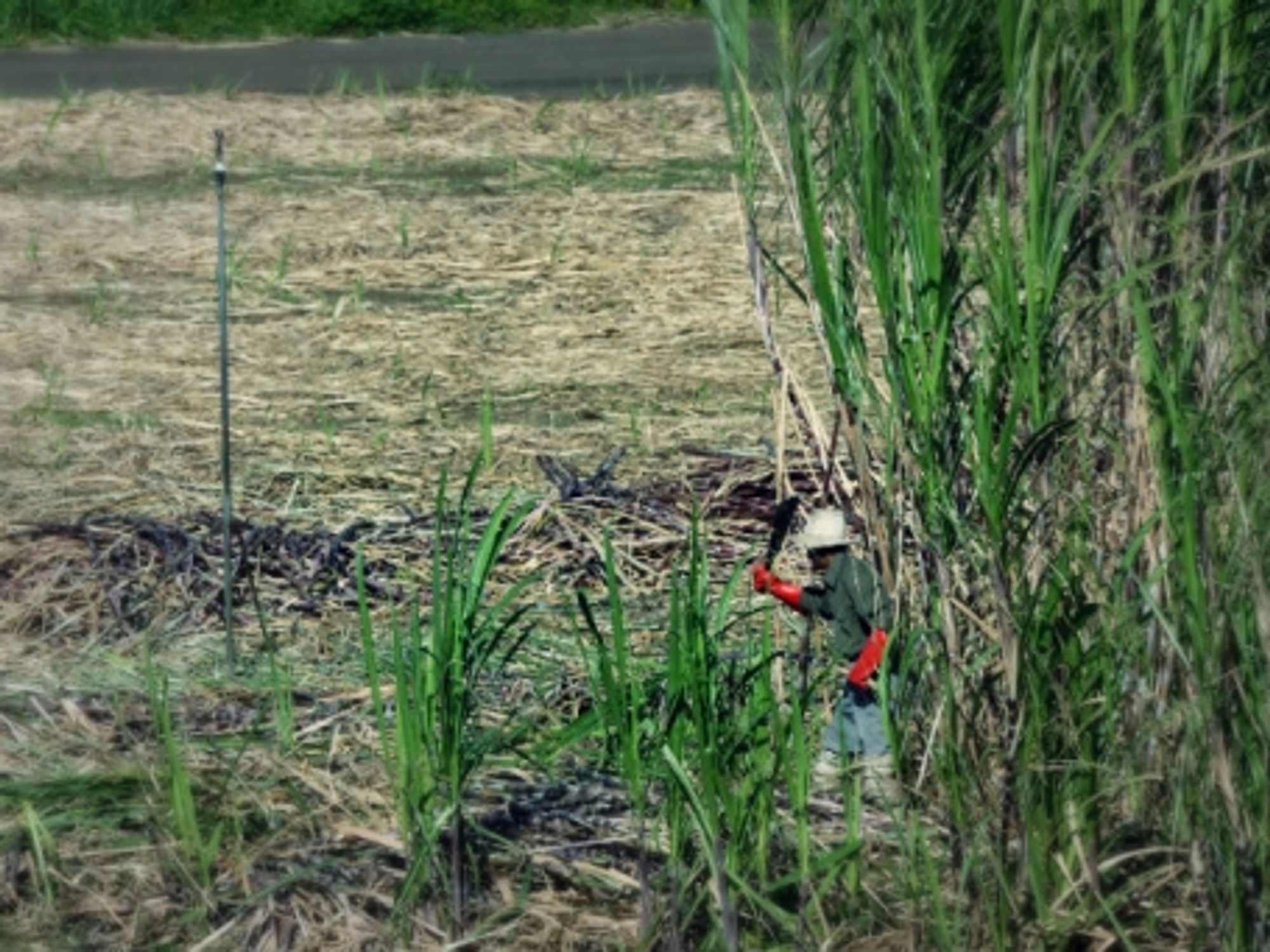Sugar cane farming is key to the island's economy.
