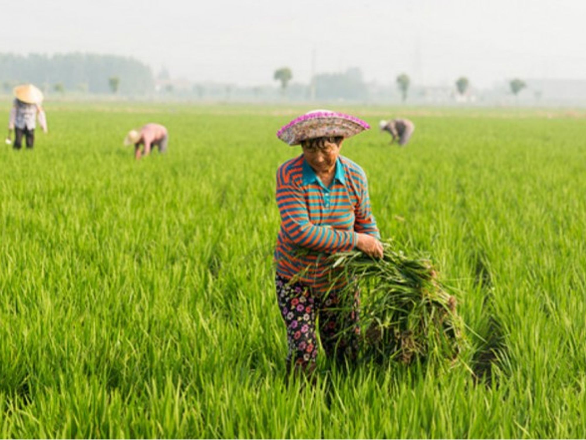 Summer farming in Jiangsu Province, eastern China