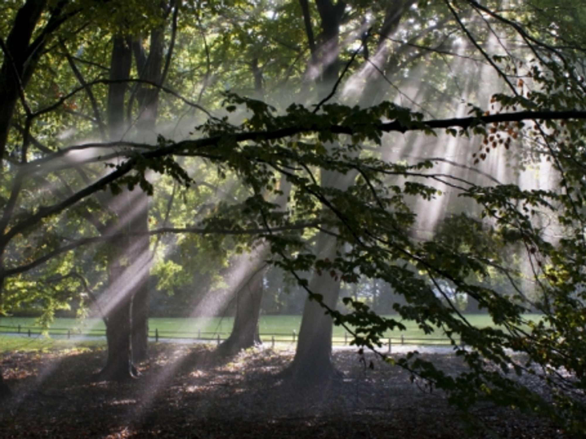 Sunlit foliage in Berlin