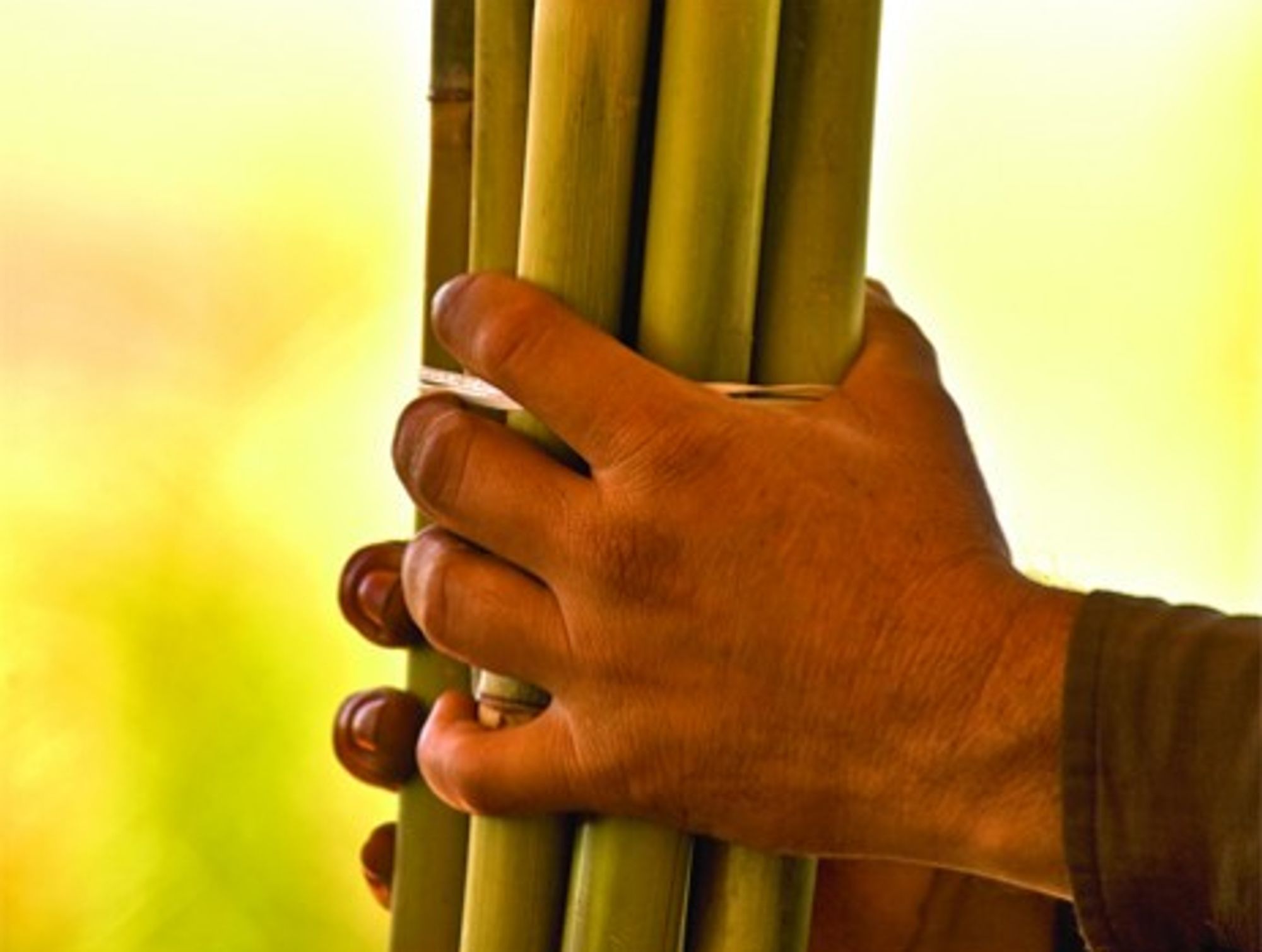 Supply shortages are raising sugar cane prices