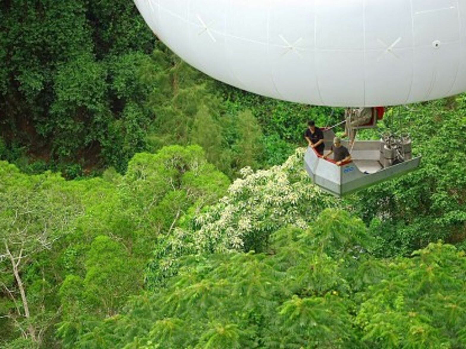 Survey of the canopy with the "arboglisseur"