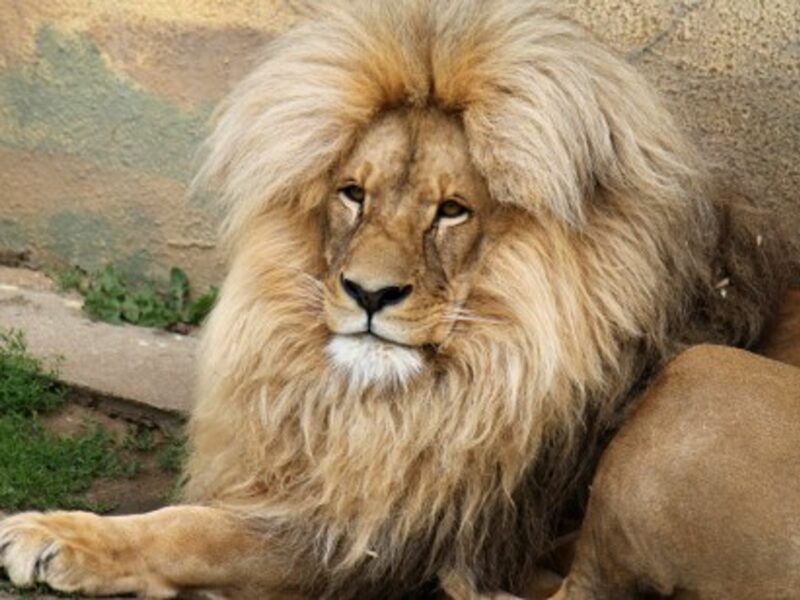 Suspicion After Another Lion Dies In Mendoza Zoo