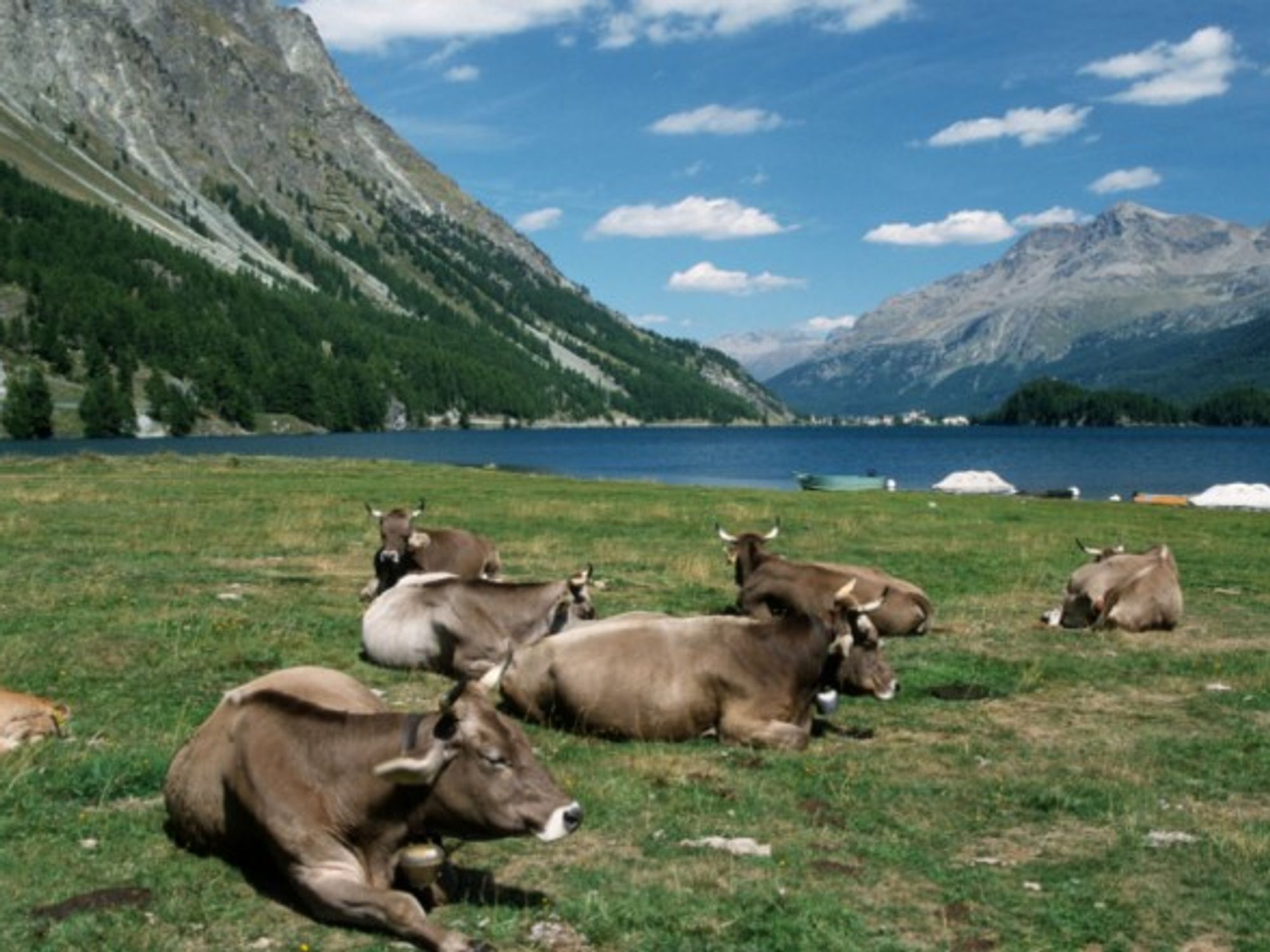 Swiss cows, methane machines
