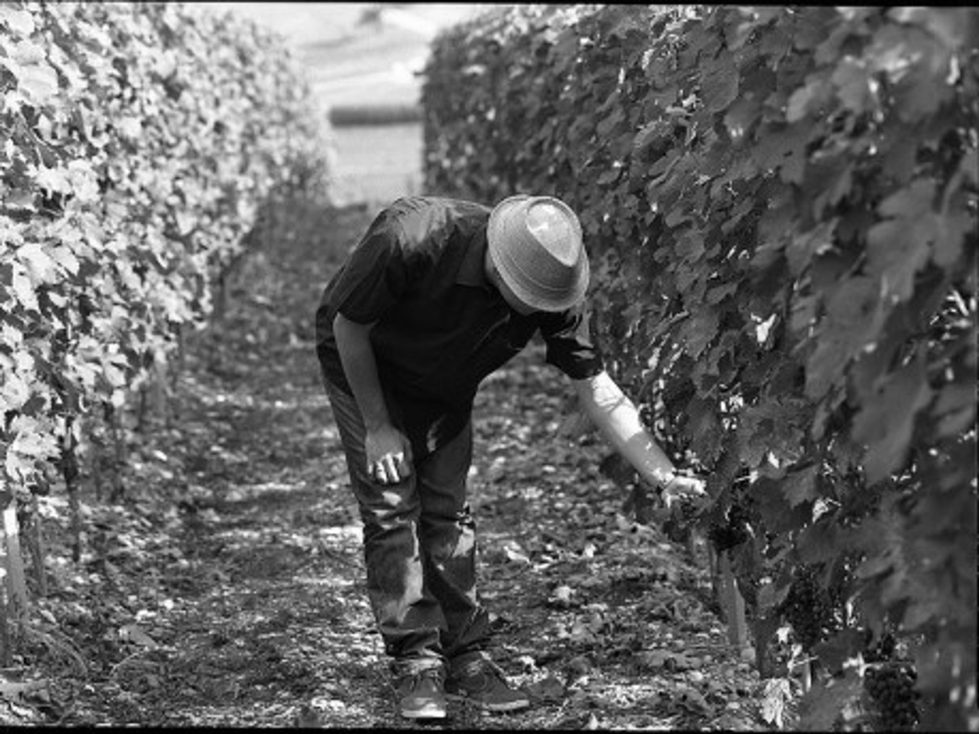 Swiss vineyards (Dirty S)
