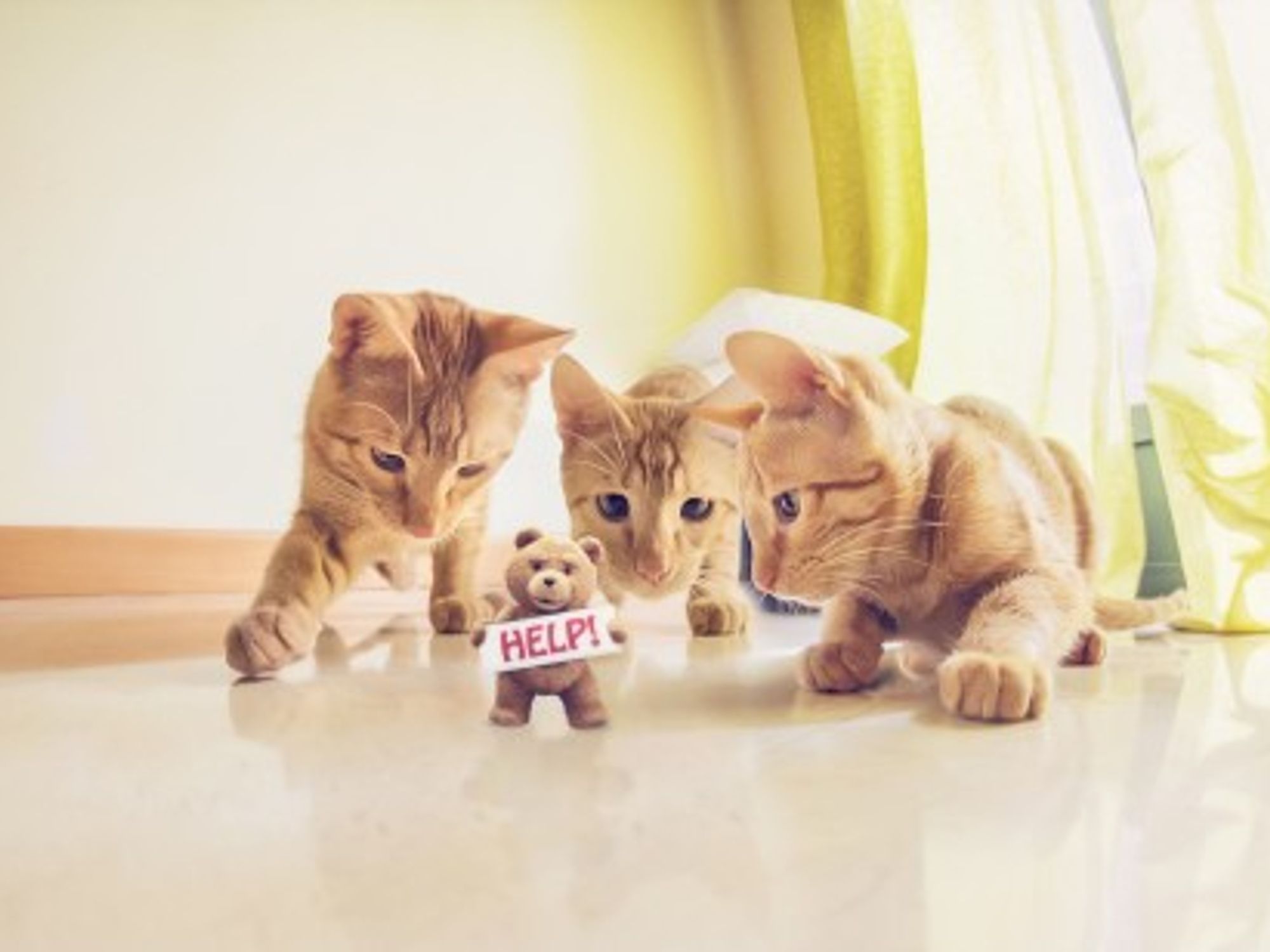 Switzerland One Cat Per Family Proposal Gets Claws Out