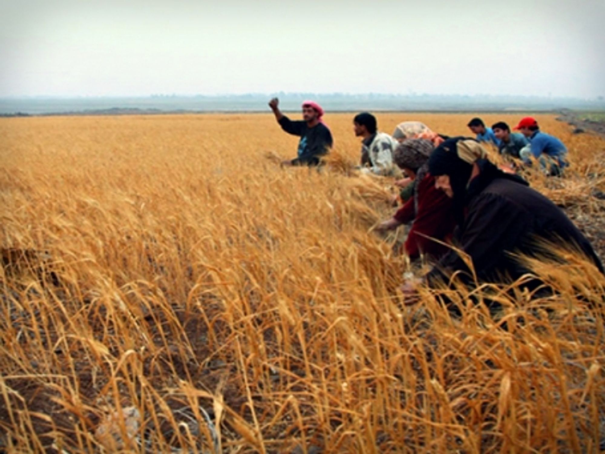 Syrian farmers in a wheat field