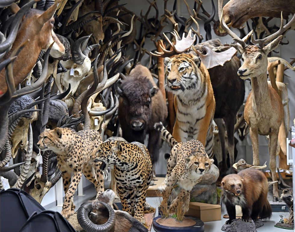 Taxidermied animals, including leopards, tigers and deer, fill a room in the Erfurt Natural History Museum.
