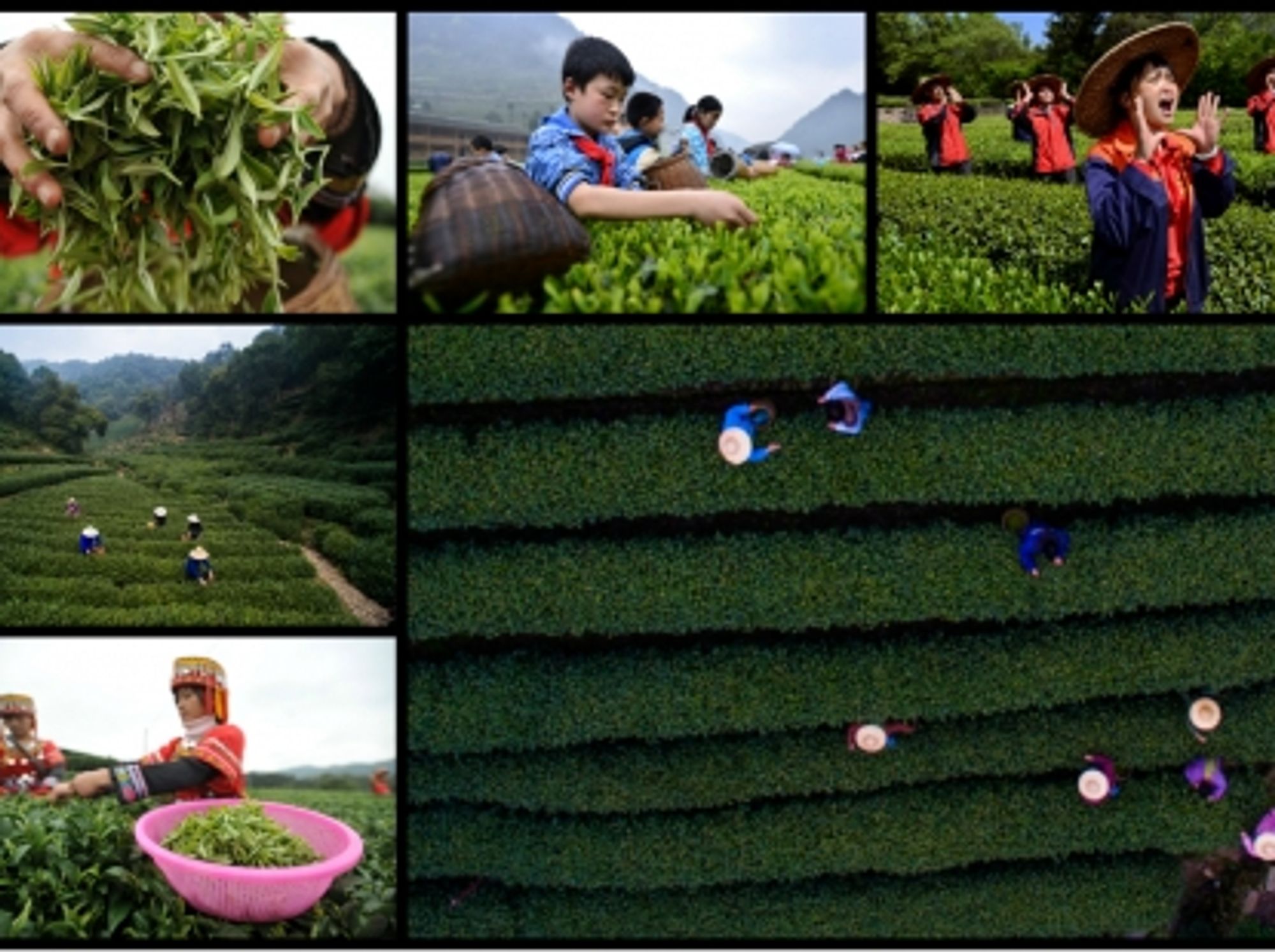 Tea Farming In China, Boiled Down In Five Facts