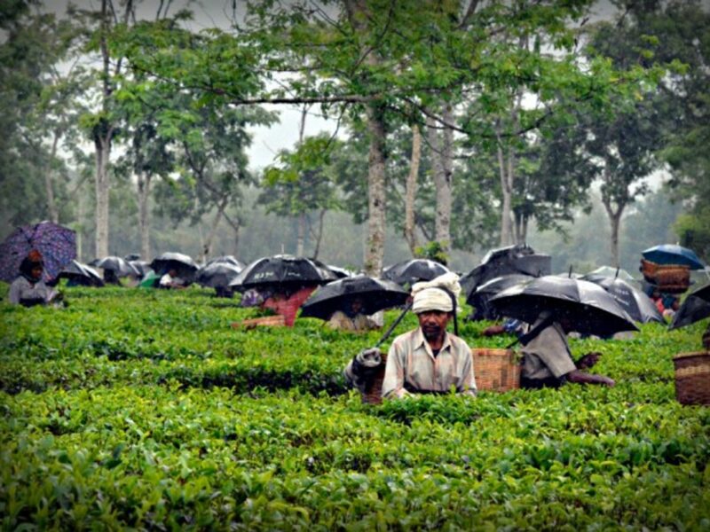 Tea harvest in the rain in Assam