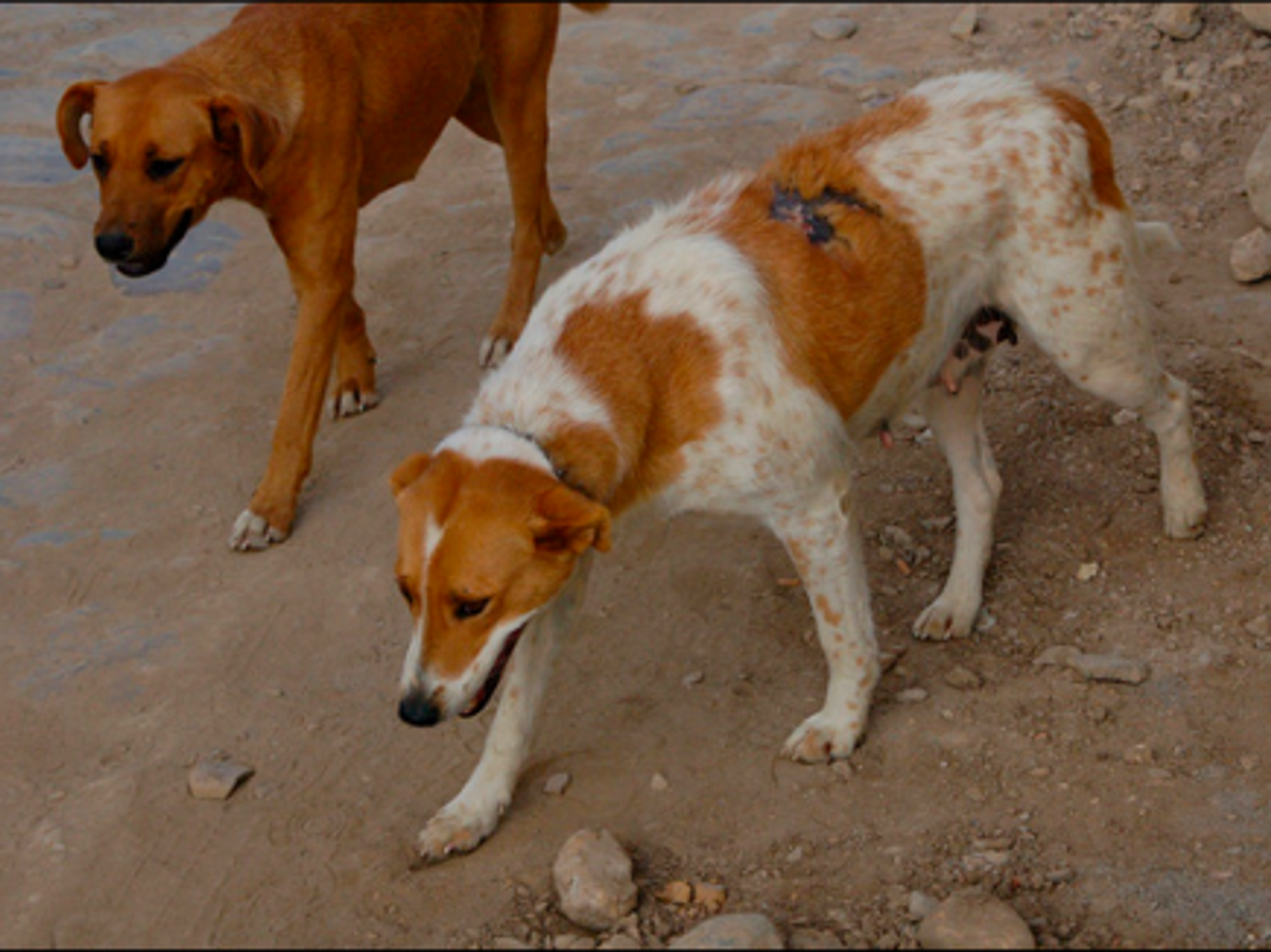 Teen Killed In Colombia While Trying To Save Dog