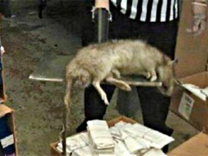 Tehran Terror: When 'Big One' Strikes, Watch Out For Giant Rats!