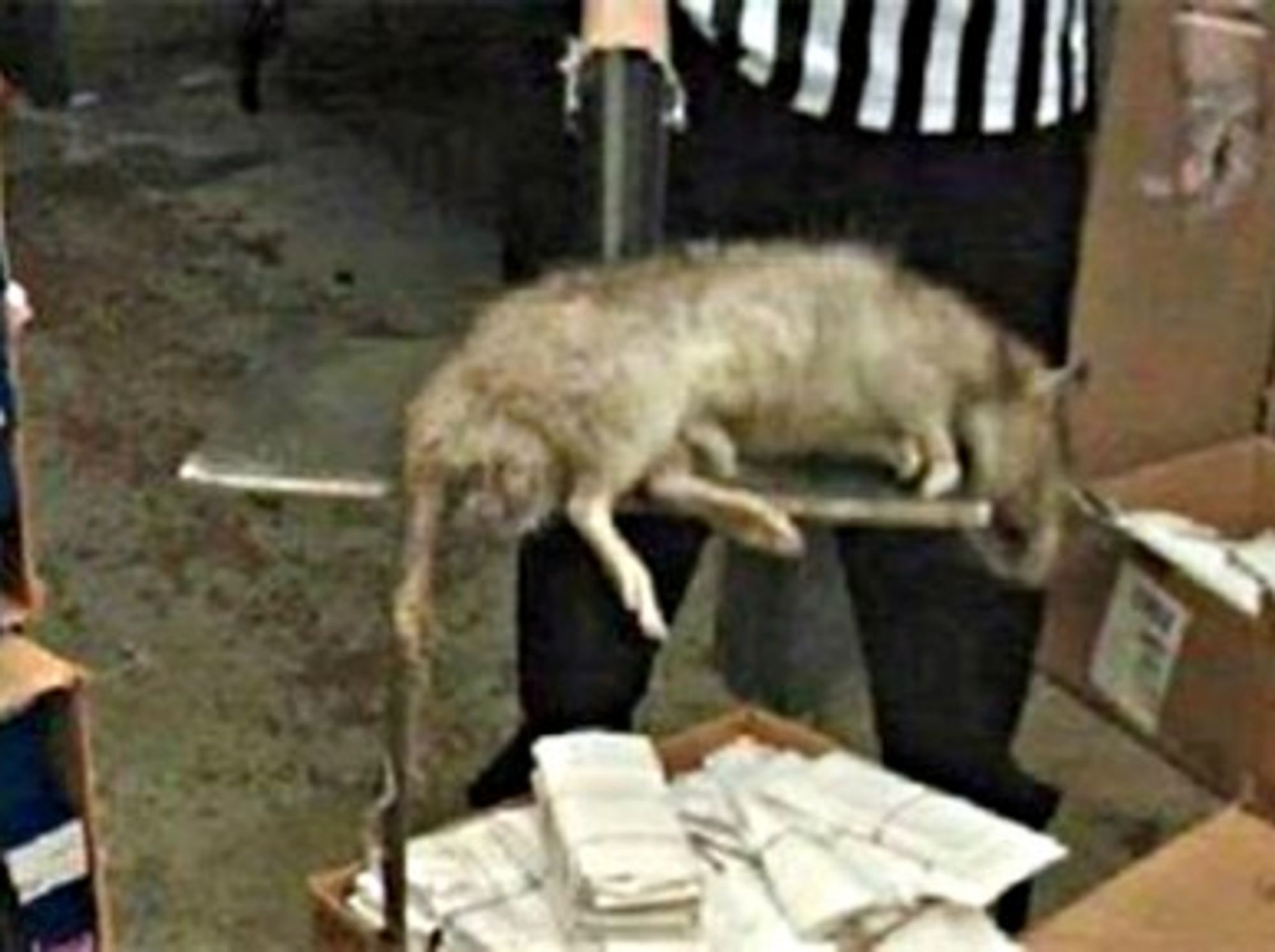 Tehran Terror: When 'Big One' Strikes, Watch Out For Giant Rats!